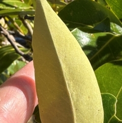 Avicennia marina subsp. australasica at Rollingstone, QLD - 18 Aug 2024 08:59 AM