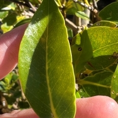 Avicennia marina subsp. australasica at Rollingstone, QLD - 18 Aug 2024 08:59 AM