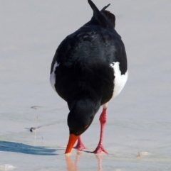 Haematopus longirostris (Australian Pied Oystercatcher) at Rottnest Island, WA - 26 Apr 2024 by jb2602