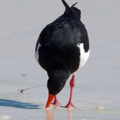 Haematopus longirostris (Australian Pied Oystercatcher) at Rottnest Island, WA - 26 Apr 2024 by jb2602