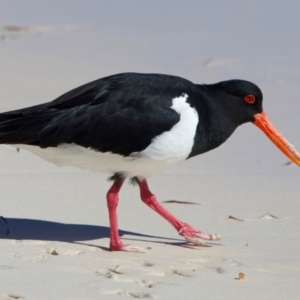 Haematopus longirostris at Rottnest Island, WA - suppressed