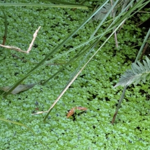 Callitriche stagnalis at Harolds Cross, NSW - 17 Aug 2024