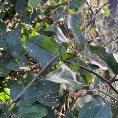 Smilax australis (Barbed-Wire Vine) at Harolds Cross, NSW - 17 Aug 2024 by Conrad