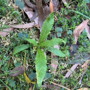 Senecio minimus at Harolds Cross, NSW - 17 Aug 2024