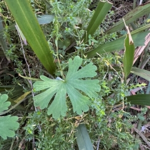 Geranium sp. at Harolds Cross, NSW - 17 Aug 2024