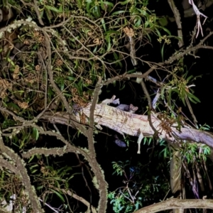 Petauroides volans at Harolds Cross, NSW - suppressed