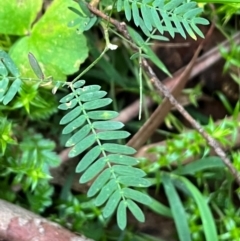Acacia (genus) (A Wattle) at Harolds Cross, NSW - 17 Aug 2024 by courtneyb