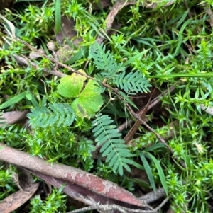 Acacia sp. at Harolds Cross, NSW - 17 Aug 2024