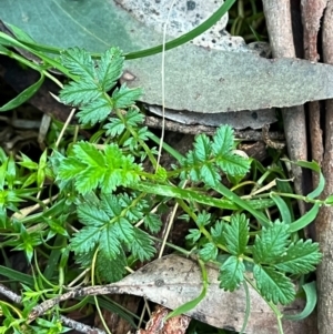 Acaena novae-zelandiae at Harolds Cross, NSW - 17 Aug 2024