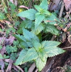 Urtica incisa (Stinging Nettle) at Harolds Cross, NSW - 17 Aug 2024 by courtneyb