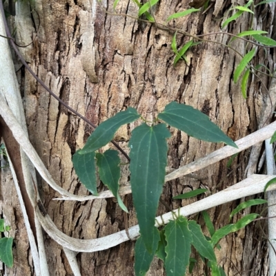 Clematis aristata (Mountain Clematis) at Harolds Cross, NSW - 17 Aug 2024 by courtneyb