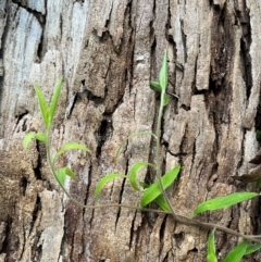 Billardiera (genus) at Harolds Cross, NSW - 17 Aug 2024 by courtneyb