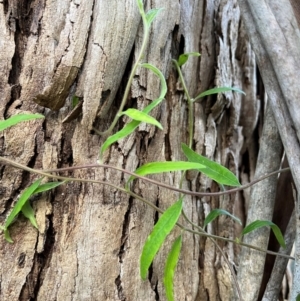 Billardiera sp. at Harolds Cross, NSW - 17 Aug 2024