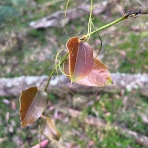 Smilax australis at Harolds Cross, NSW - 17 Aug 2024 03:59 PM