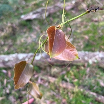 Smilax australis (Barbed-Wire Vine) at Harolds Cross, NSW - 17 Aug 2024 by courtneyb