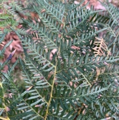 Pteridium esculentum (Bracken) at Harolds Cross, NSW - 17 Aug 2024 by courtneyb