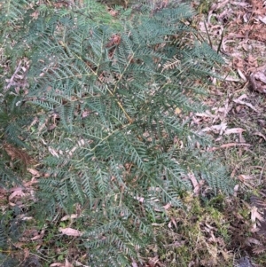 Pteridium esculentum at Harolds Cross, NSW - 17 Aug 2024