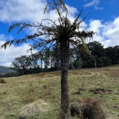 Cyathea australis subsp. australis (Rough Tree Fern) at Harolds Cross, NSW - 18 Aug 2024 by courtneyb