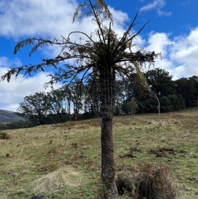 Cyathea australis subsp. australis (Rough Tree Fern) at Harolds Cross, NSW - 18 Aug 2024 by courtneyb