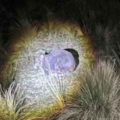 Vombatus ursinus (Bare-nosed Wombat) at Harolds Cross, NSW - 17 Aug 2024 by courtneyb