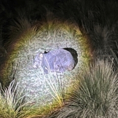 Vombatus ursinus (Common wombat, Bare-nosed Wombat) at Harolds Cross, NSW - 17 Aug 2024 by courtneyb