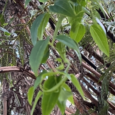 Clematis aristata (Mountain Clematis) at Harolds Cross, NSW - 17 Aug 2024 by courtneyb