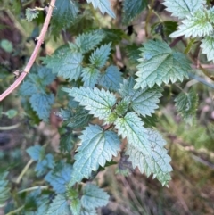 Urtica incisa (Stinging Nettle) at Harolds Cross, NSW - 17 Aug 2024 by courtneyb