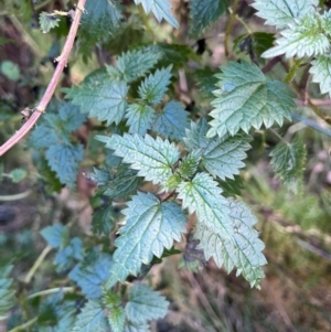 Urtica incisa at Harolds Cross, NSW - 17 Aug 2024 03:39 PM