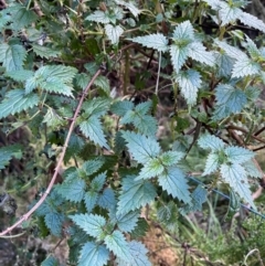 Urtica incisa at Harolds Cross, NSW - 17 Aug 2024 03:39 PM