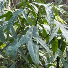 Solanum aviculare (Kangaroo Apple) at Harolds Cross, NSW - 17 Aug 2024 by courtneyb