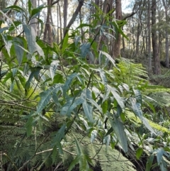 Solanum aviculare at Harolds Cross, NSW - 17 Aug 2024