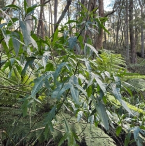 Solanum aviculare at Harolds Cross, NSW - 17 Aug 2024