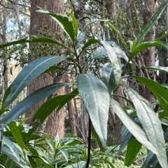 Solanum aviculare (Kangaroo Apple) at Harolds Cross, NSW - 17 Aug 2024 by courtneyb