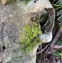 Unverified Lichen, Moss or other Bryophyte at Harolds Cross, NSW - 17 Aug 2024 by courtneyb