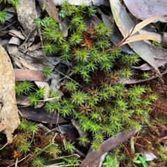 Polytrichum at Harolds Cross, NSW - 17 Aug 2024 by courtneyb