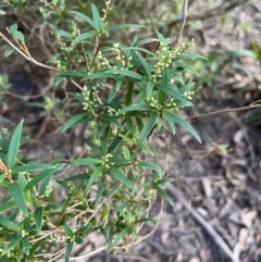 Leucopogon affinis (Lance Beard-heath) at Harolds Cross, NSW - 17 Aug 2024 by courtneyb