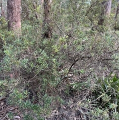 Leucopogon affinis at Harolds Cross, NSW - 17 Aug 2024