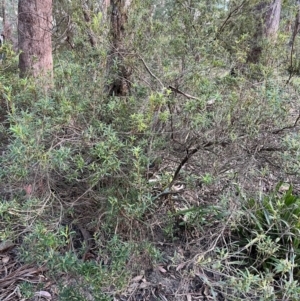 Leucopogon affinis at Harolds Cross, NSW - 17 Aug 2024 03:48 PM