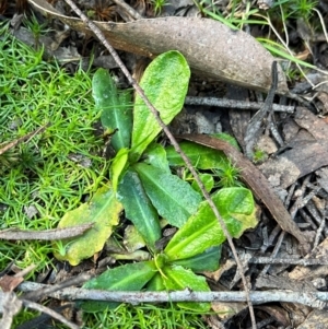 Hypochaeris radicata at Harolds Cross, NSW - 17 Aug 2024