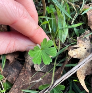 Geranium sp. at Harolds Cross, NSW - 17 Aug 2024