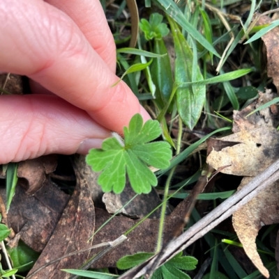 Geranium (genus) (Geranium) at Harolds Cross, NSW - 17 Aug 2024 by courtneyb
