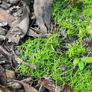 Sagina procumbens at Harolds Cross, NSW - 17 Aug 2024 03:49 PM