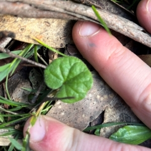 Dichondra repens at Harolds Cross, NSW - 17 Aug 2024