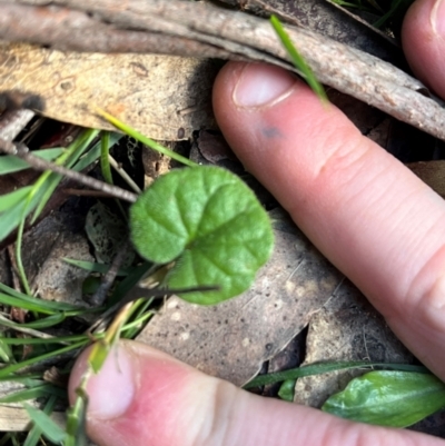 Dichondra repens (Kidney Weed) at Harolds Cross, NSW - 17 Aug 2024 by courtneyb