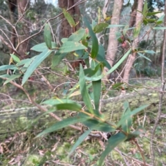 Eucalyptus radiata subsp. radiata (Narrow-leaved Peppermint) at Harolds Cross, NSW - 17 Aug 2024 by courtneyb