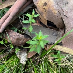 Gonocarpus tetragynus (Common Raspwort) at Harolds Cross, NSW - 17 Aug 2024 by courtneyb