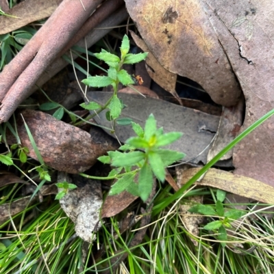 Gonocarpus tetragynus (Common Raspwort) at Harolds Cross, NSW - 17 Aug 2024 by courtneyb