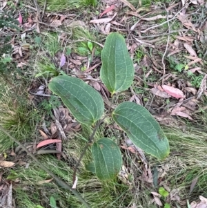 Smilax australis at Harolds Cross, NSW - 17 Aug 2024 03:51 PM