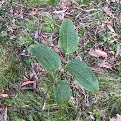 Smilax australis (Barbed-Wire Vine) at Harolds Cross, NSW - 17 Aug 2024 by courtneyb