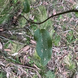 Smilax australis at Harolds Cross, NSW - 17 Aug 2024 03:51 PM